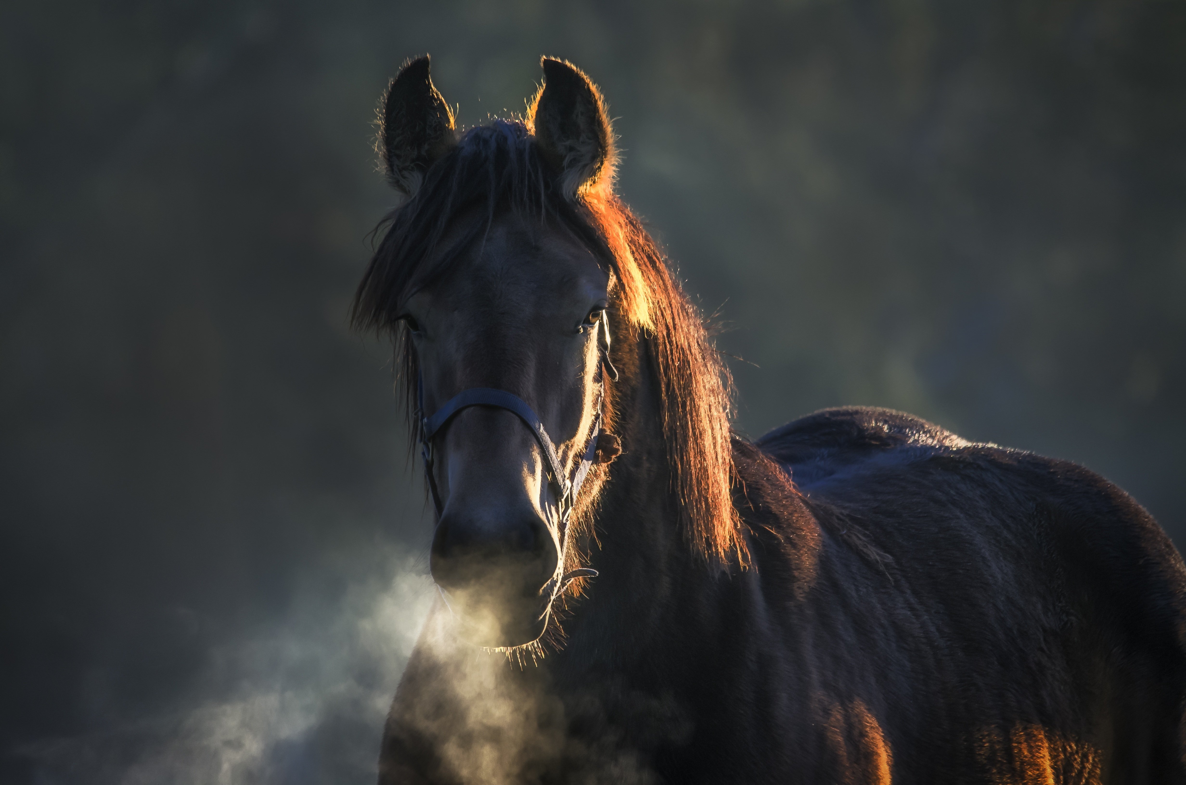 Horse in Dream